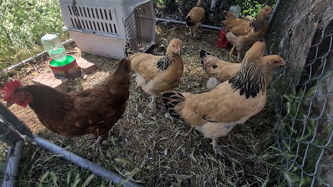 3 month old chickens