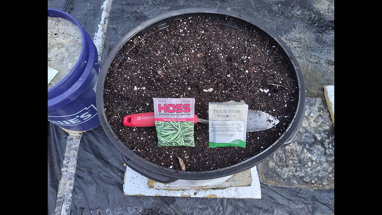 Test Planting Old Green Bean Seeds 9/4/25