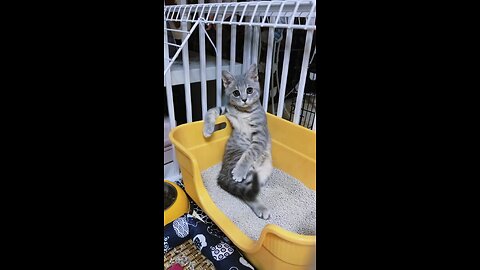beautiful cat 🐈🐈🐈😺