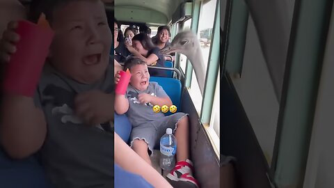 The animals compilation #funnyanimals #animals #pets #shorts