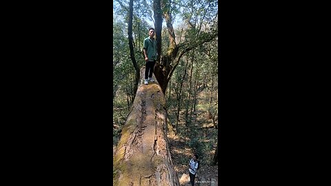 Part 2 to Puliebadze kohima