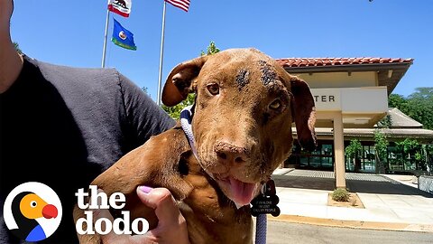They Had No Clue What She Had Been Through | The Dodo