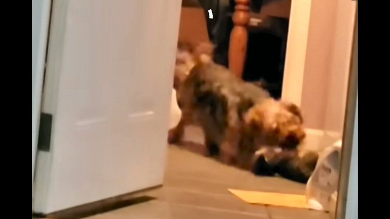 Double Take Doggy -- Batman doesn't recognize his friend #funnydogs