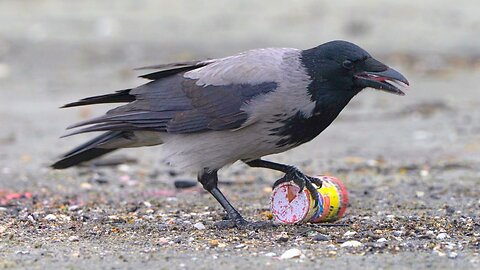 Hungry Hooded Crow vs. Betta Fish Food Container