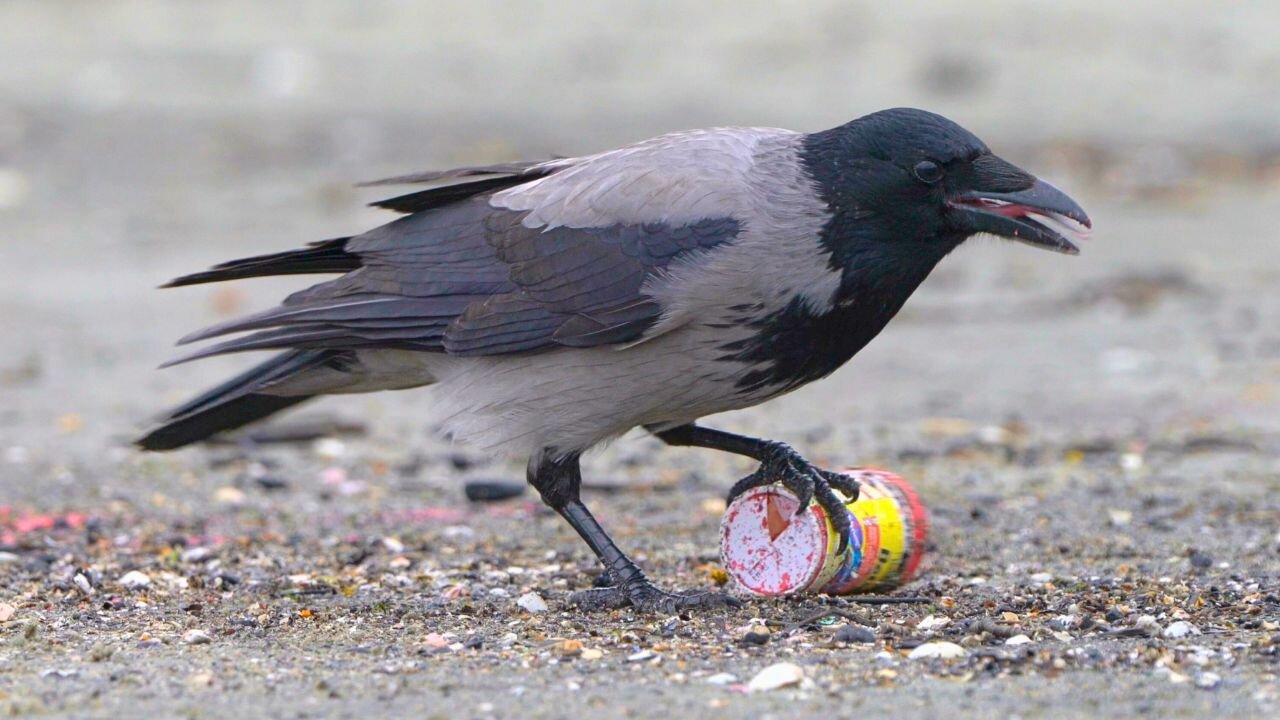 Hungry Hooded Crow vs. Betta Fish Food Container