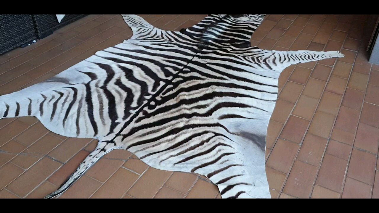 Zebra skin Italian customer