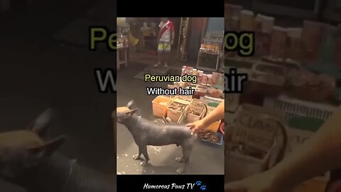 Funny animals 2024😂- Funniest Cats and Dogs Video😹🐶 #21