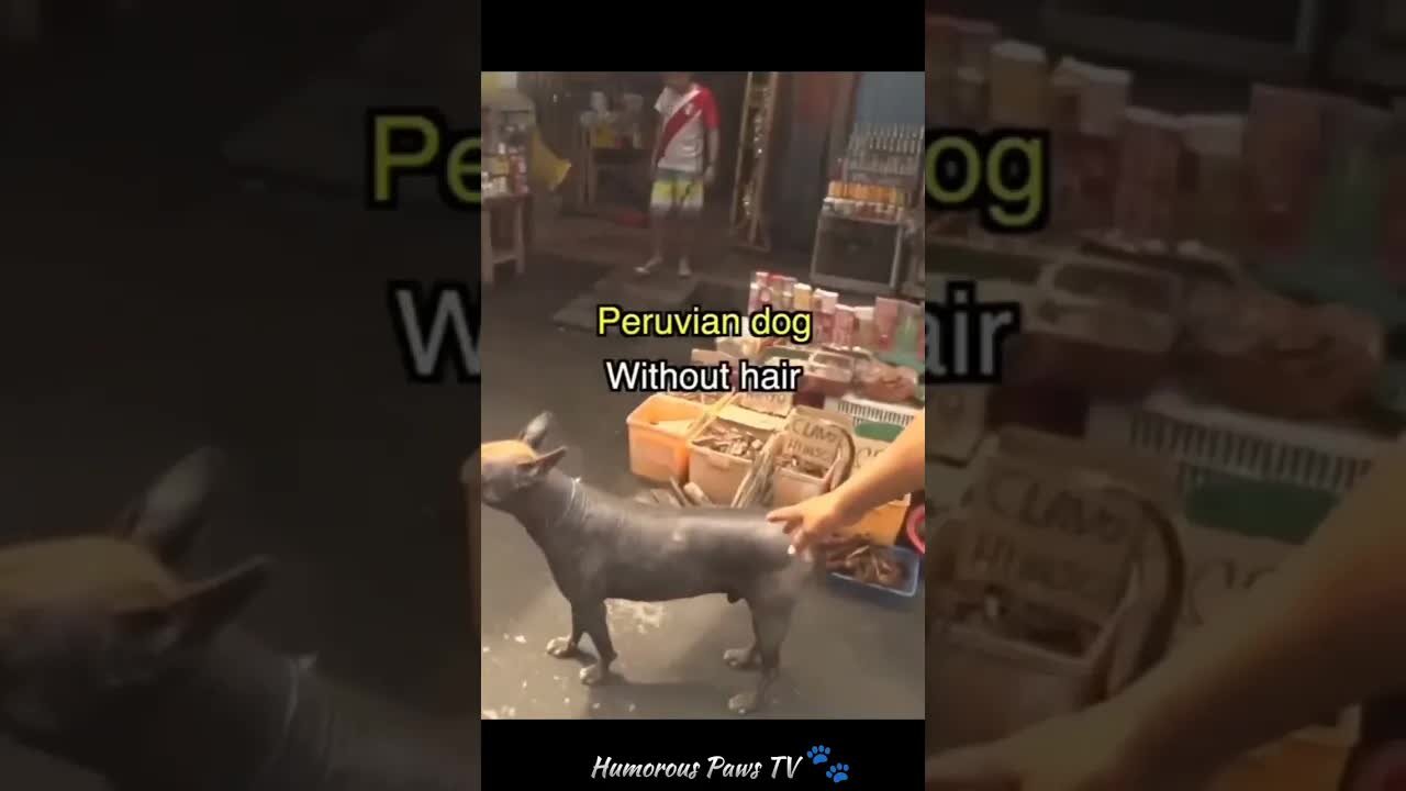 Funny animals 2024😂- Funniest Cats and Dogs Video😹🐶 #21