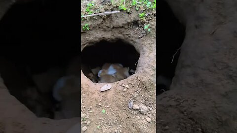 The rabbit mother gave birth to a little rabbit, cute pet debut plan, rabbit, pastoral cute pet