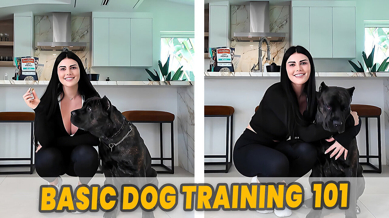 I Tried Training My Dog Like the Pros — Here’s What Actually Worked 🐶✨