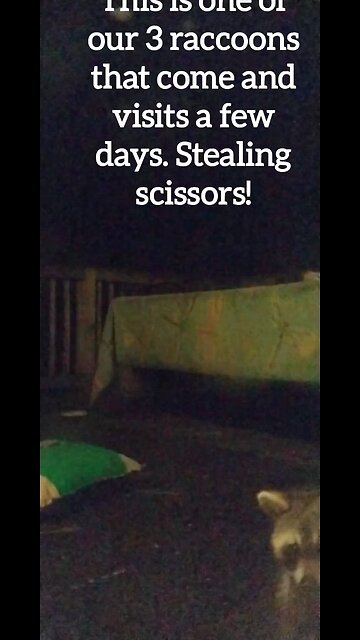 Our little Buddy that lives in our back yard.