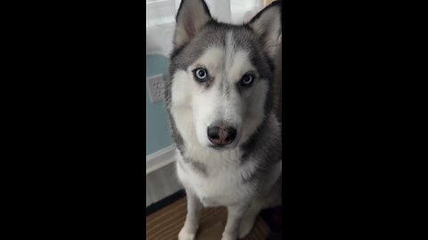 dog is speaking