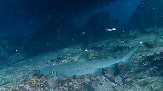 Scuba divers find themselves surrounded by baitfish and the predators that hunt them