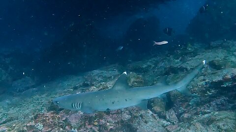Scuba divers find themselves surrounded by baitfish and the predators that hunt them