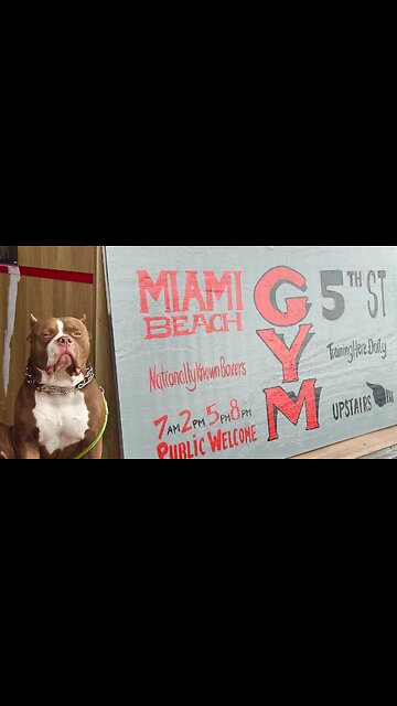 American Bully Drinks By Himself