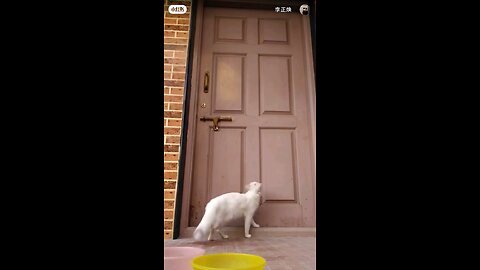 Funny cats