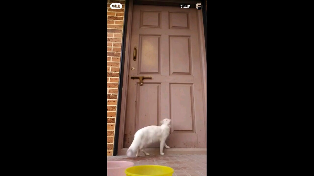 Funny cats