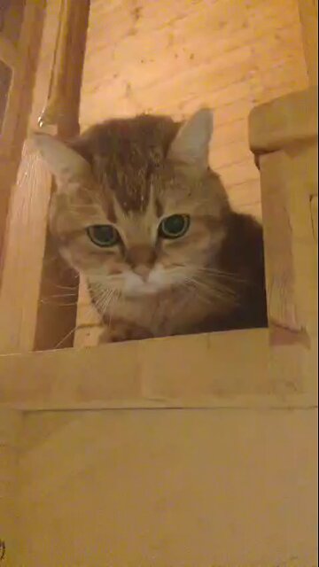 🐈 Cat laying in the staircase ! #fyp #animal