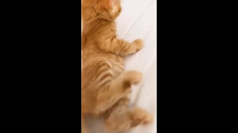 sweet kitten