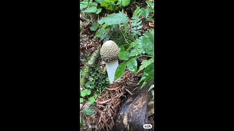 Harvest mushroom 🍄 with me 😁 for dinner 😋🍽️