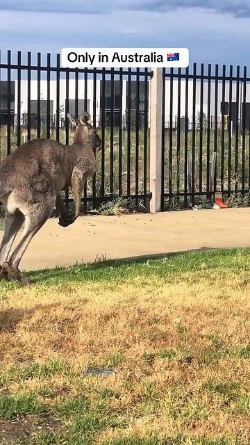Kangaroo hopping