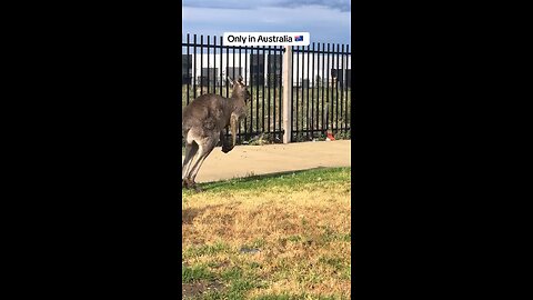 Kangaroo hopping