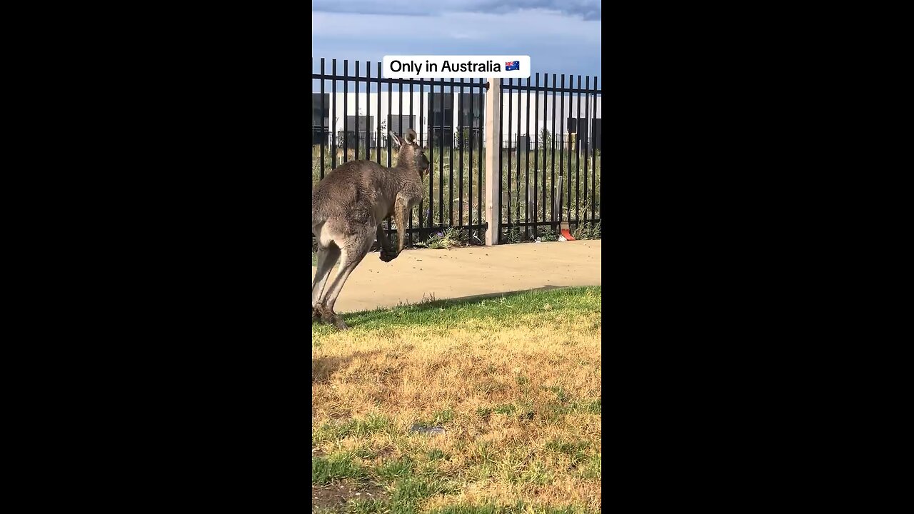 Kangaroo hopping