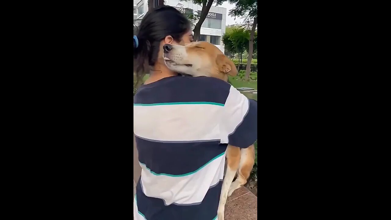 Stray dog's reaction to being hugged..🐕🐾😊❤️