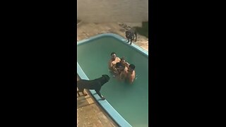 El apartamento alquilado termina rodeado de perros