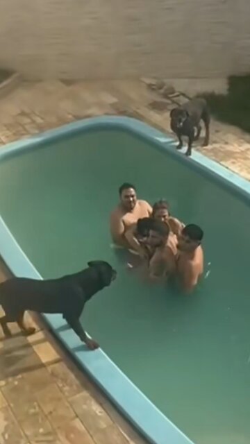 El apartamento alquilado termina rodeado de perros