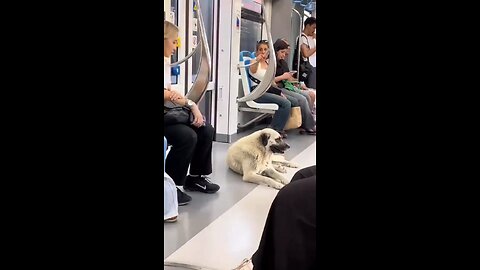 Stray dog's reaction after getting loved by a stranger.