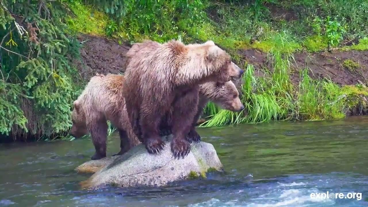 Sasquatch Cam! powered by EXPLORE.org