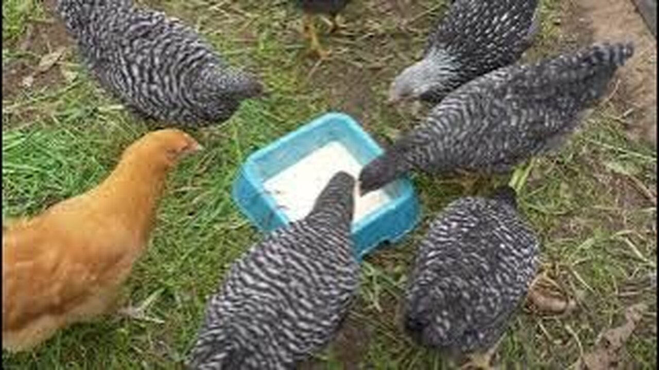 Macaroni w/Peanut Sauce and a side of live chickens.