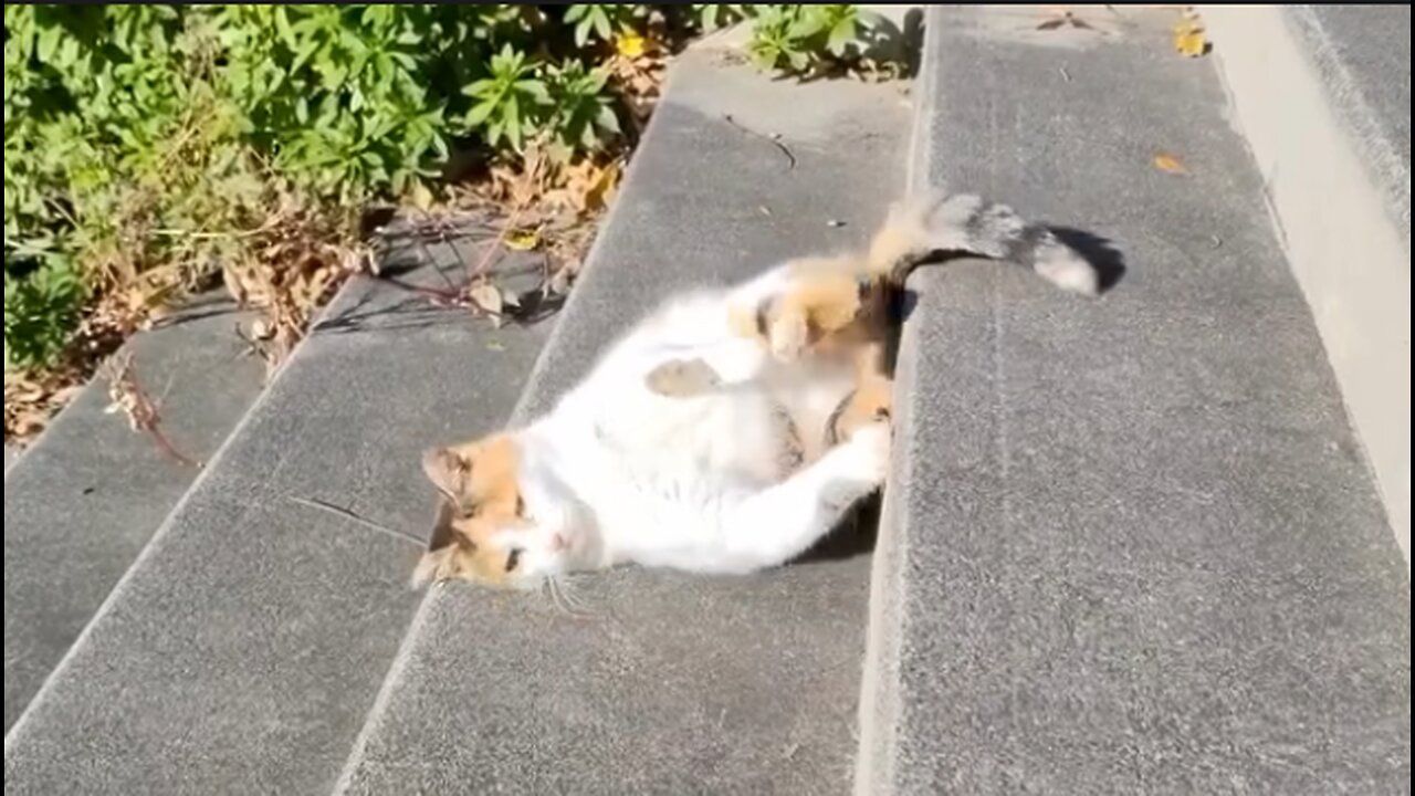 Funny Lovely Cats