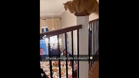 Why are orange cats so chaotic?!