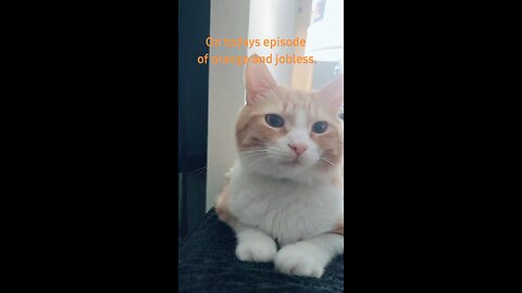 On today's episode of orange and jobless. Starring Sir Pineapple John Wellington III Lord of Chonk..