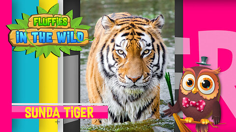 Fluffies in the Wild - Sunda Tiger