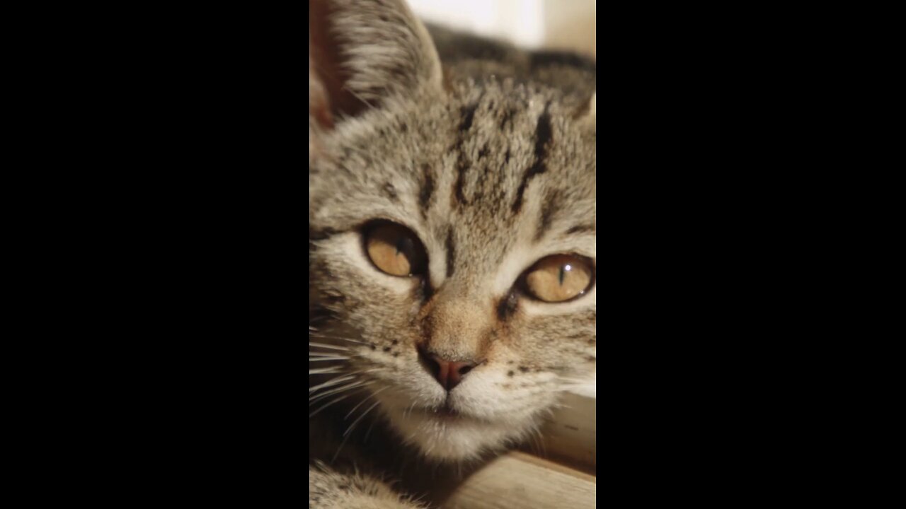 follow and share the video