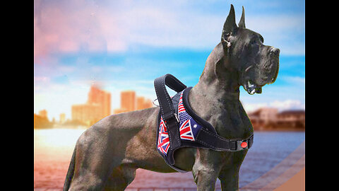 Upgrade Your Furriend's Lifestyle with Ultra Adjustable & Comfortable Harness