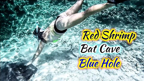 SDA189 Red Shrimp, Baby Bats & 663 Feet of Nope, Dean’s Blue Hole, Bahamas