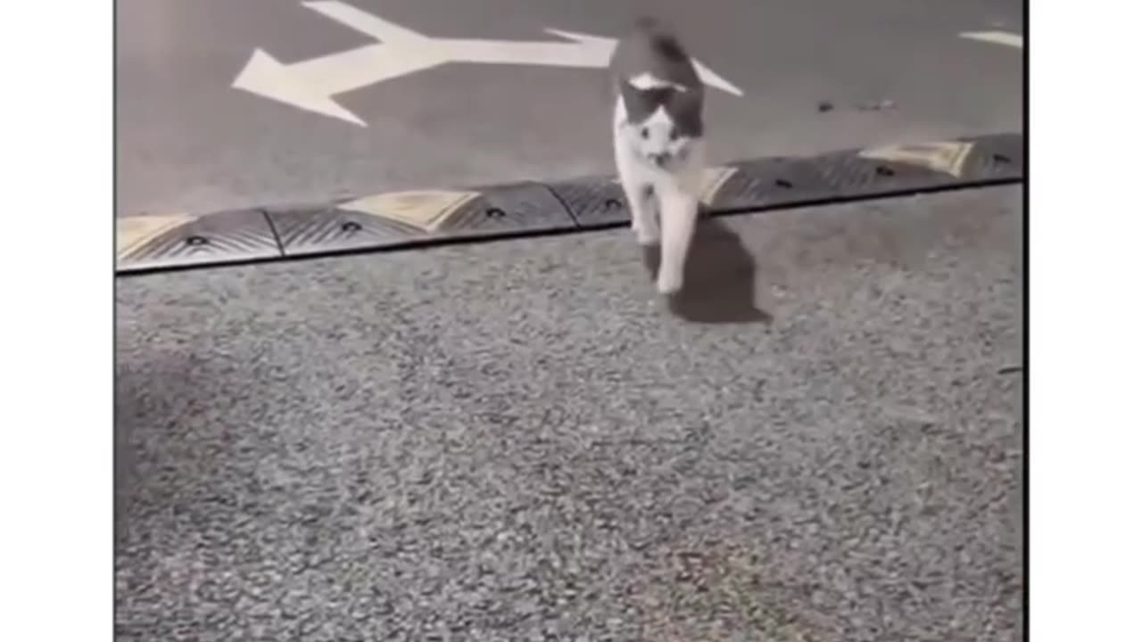 this cat is hilarious! 😂 laugh till you cry!