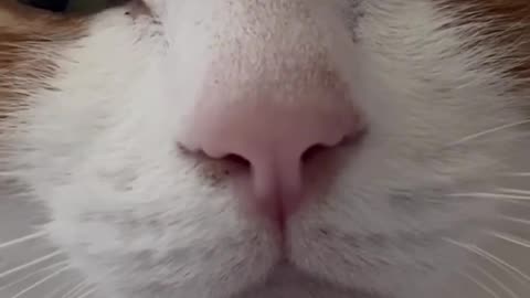 😂😂 What Kind of Sound Is This? | FunFM