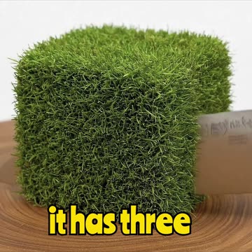 Chicks Live in Minecraft Grass Block