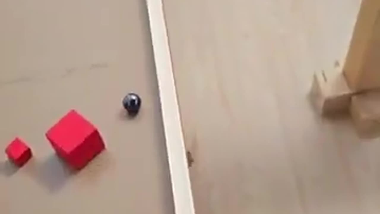 Holly hell i never knew i could be so invested in a marble race