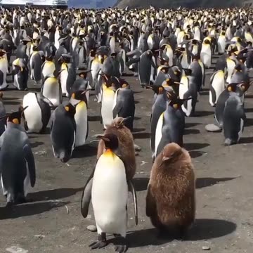 Staying close to the parent