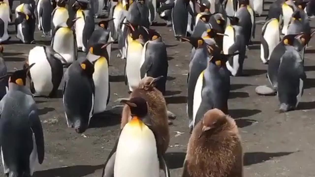 Staying close to the parent