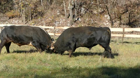 Garo do Kurcana vs Džabor od Stipića Vinjani 2025