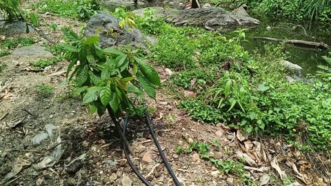 Cacao plantation Mae-On: 2025-05-10 03