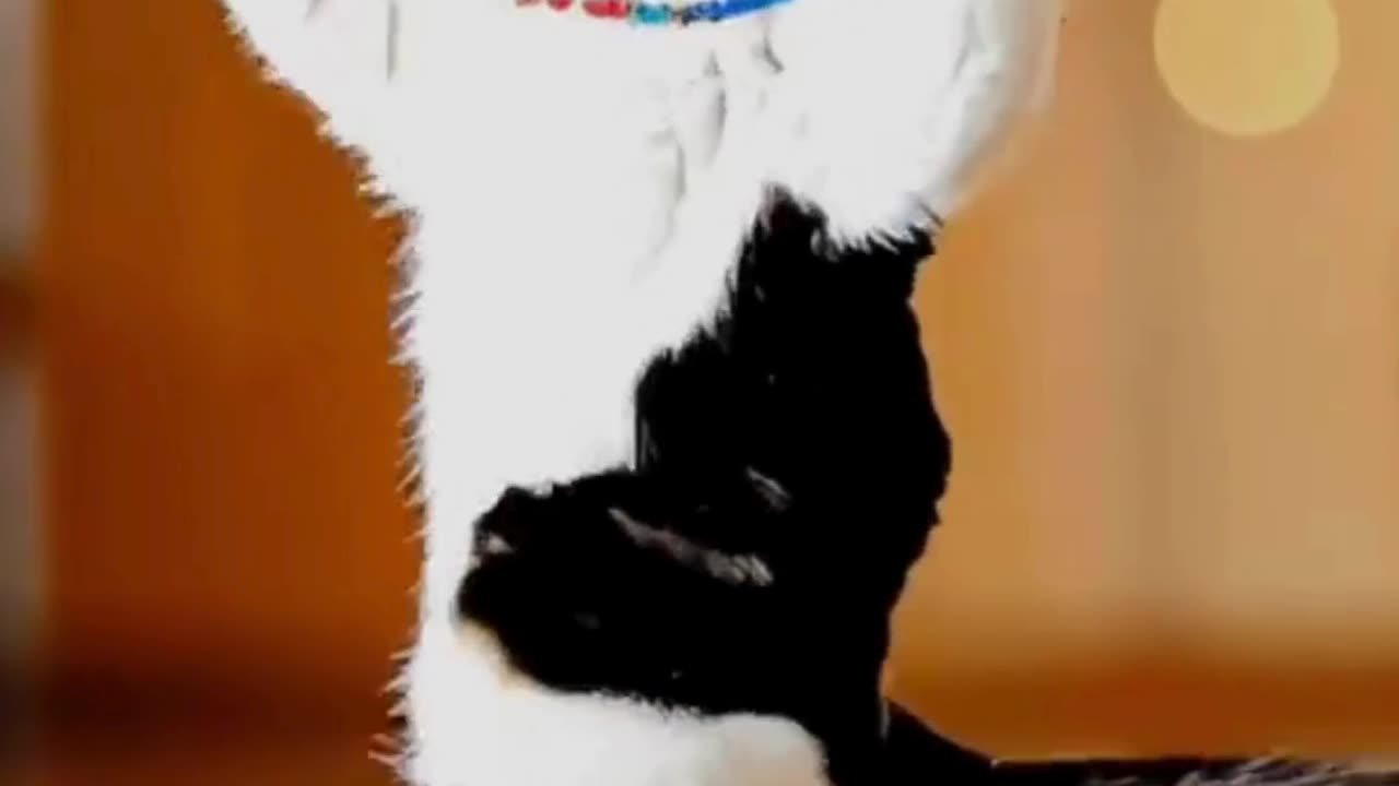 Grooves! πΎπ Adorable Cats Dancing Like Nobody's Watching! videos CuteAndFunny