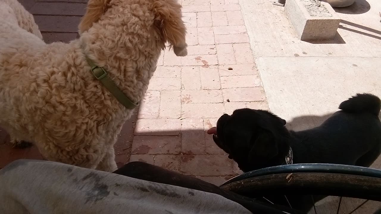 Chavino Jackie-O Maya Cosmo Betty